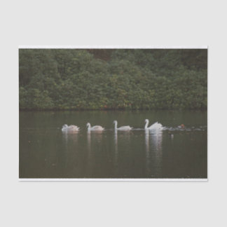 Beautiful swan Tissue Paper