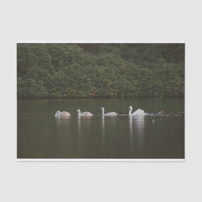 Beautiful swan Tissue Paper (Front)