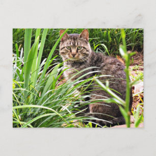 Beautiful Tabby Cat in Grass Garden Photo Postcard