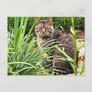 Beautiful Tabby Cat in Grass Garden Photo Postcard