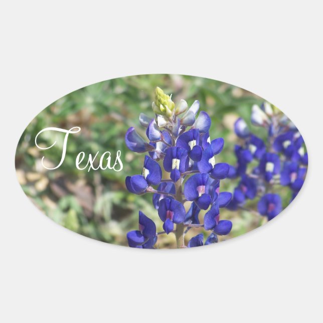 Beautiful Texas Bluebonnet Wildflower Sticker (Front)
