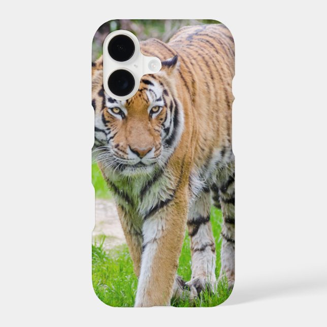Beautiful Tiger (Back)
