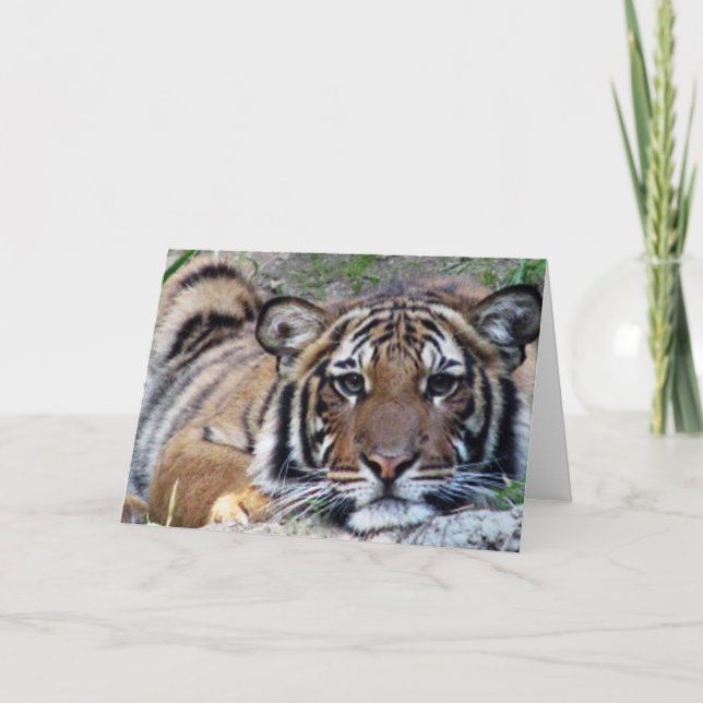 Beautiful Tiger All Occasion Card (Front)