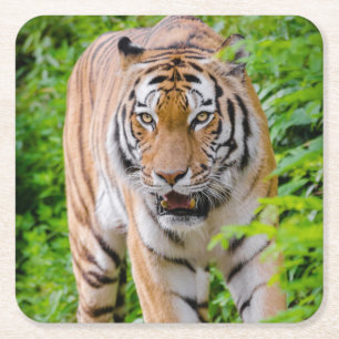 Beautiful Tiger Coaster Set