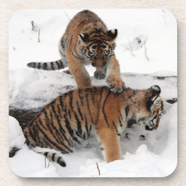 Beautiful Tiger Cubs playing in the snow Coaster (Front)