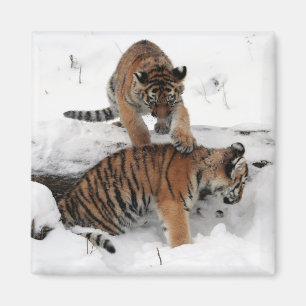 Beautiful Tiger Cubs playing in the snow Magnet