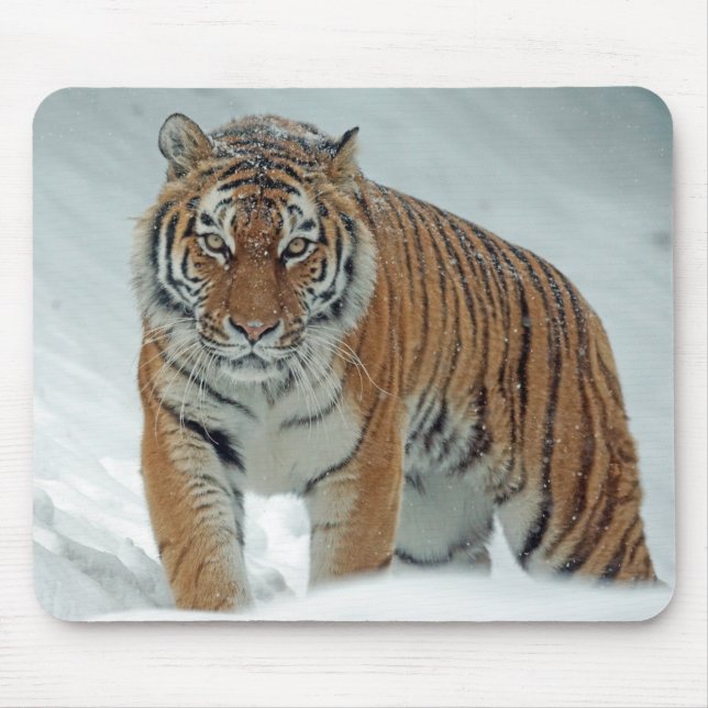 Beautiful Tiger in the Snow Mouse Pad (Front)