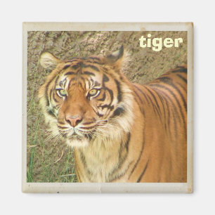 Beautiful Tiger Magnet! Magnet