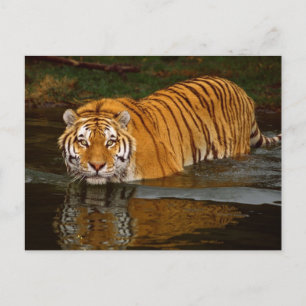 Beautiful Tiger Photo Tees, GIfts - Customize Postcard