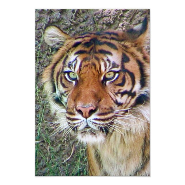 Beautiful Tiger Poster! Photo Print (Front)