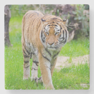 Beautiful Tiger Stone Coaster