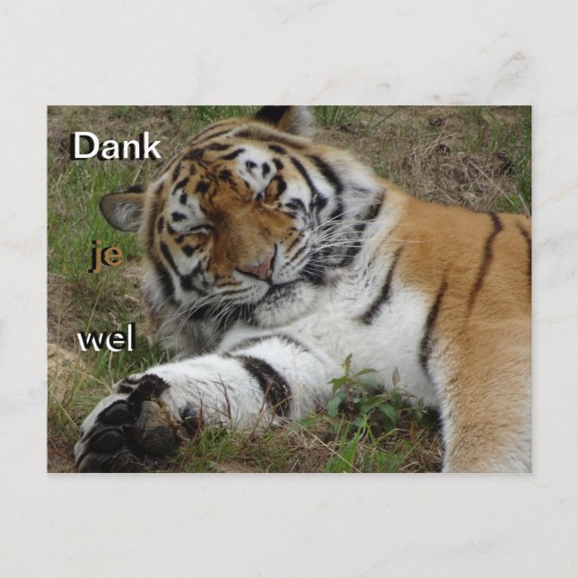 Beautiful Tiger Thank You Postcard (Front)