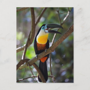 Beautiful toucan bird in a tree nature scenery postcard