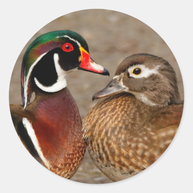 Beautiful Touching Moment Between Wood Ducks Classic Round Sticker (Front)