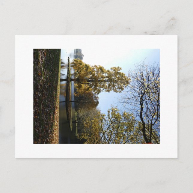 Beautiful Tree Postcard (Front)