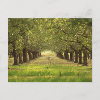 Beautiful Trees, Almond Orchard Farm Post Card