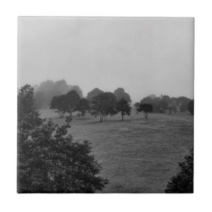 Beautiful trees and nature in fog tile