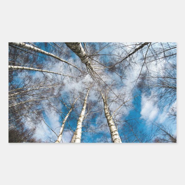 Beautiful Trees Going Towards the Sky Sticker (Front)