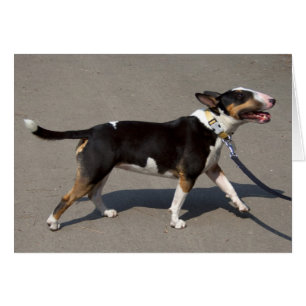 Beautiful Tricolored Bullterrier