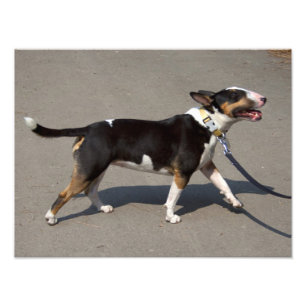 Beautiful Tricolored Bullterrier Photo Print