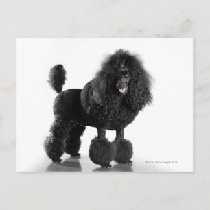 Beautiful, trimmed, black, complete poodle body postcard
