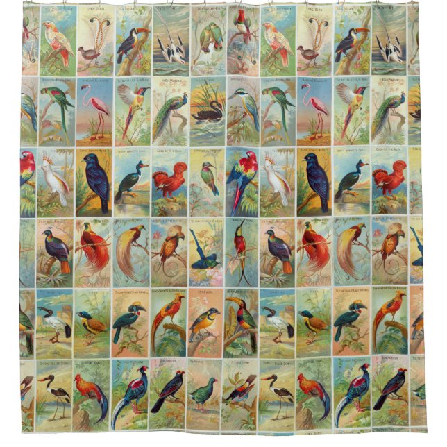 Beautiful Tropical Birds 19th-century Illustration (Front)