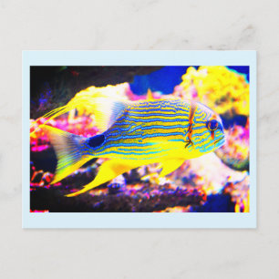 Beautiful tropical fish postcard