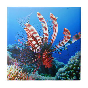 Beautiful Tropical Lionfish Tile