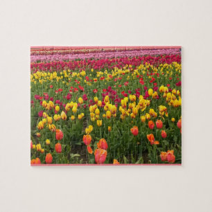Beautiful Tulip Field, Oregon Jigsaw Puzzle