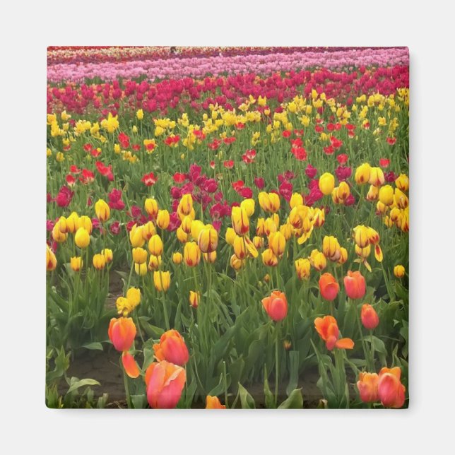 Beautiful Tulip Field, Oregon Magnet (Front)