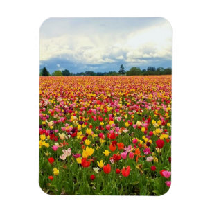 Beautiful Tulip Field, Oregon Magnet