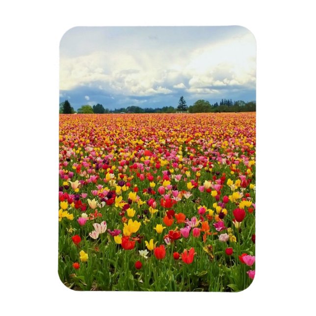 Beautiful Tulip Field, Oregon Magnet (Vertical)
