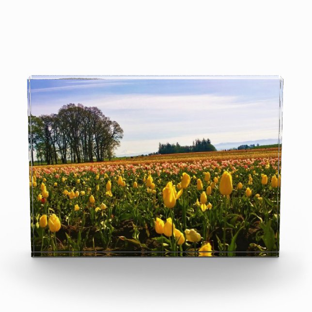 Beautiful Tulip Field, Oregon Photo Block (Front)
