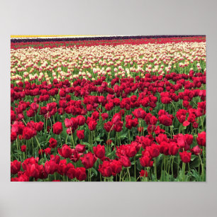Beautiful Tulip Field, Oregon Poster