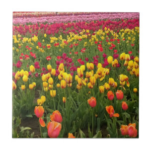 Beautiful Tulip Field, Oregon Tile