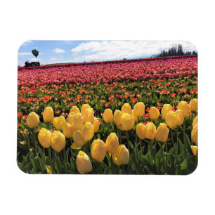 Beautiful Tulip Field with Hot Air Balloon, Oregon Magnet