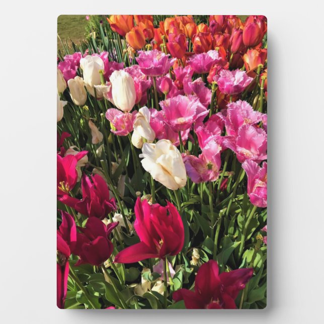 Beautiful Tulip Garden Bed, Oregon Plaque (Front)