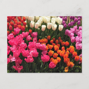 Beautiful Tulip Garden Bed, Oregon Postcard