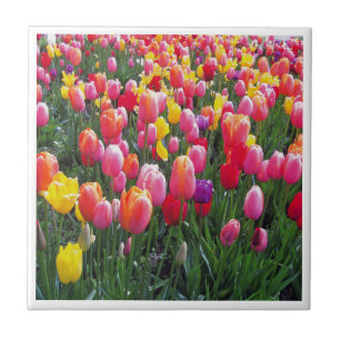 Beautiful tulip photo design photo. tile