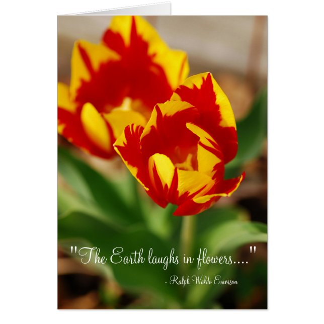 Beautiful Tulips (Front)