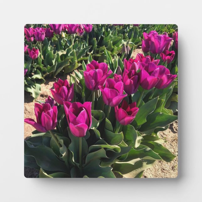 Beautiful Tulips Plaque (Front)