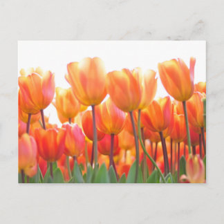 Beautiful tulips postcard