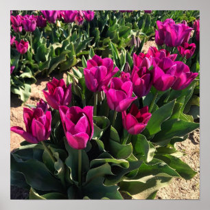 Beautiful Tulips Poster