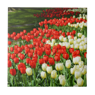 Beautiful tulips tile