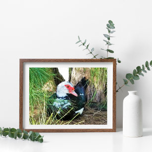 Beautiful Ugly Muscovy Duck Nestled In Trees Poster