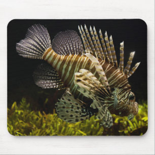 Beautiful Underwater Close-Up of a Lion Fish Mouse Pad