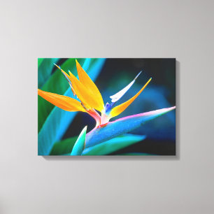 Beautiful Unique Bird of Paradise Canvas