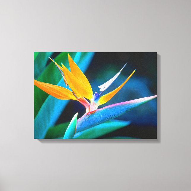 Beautiful Unique Bird of Paradise Canvas Print (Front)