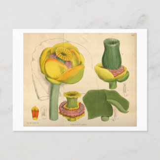 Beautiful Unique Flower Postcard