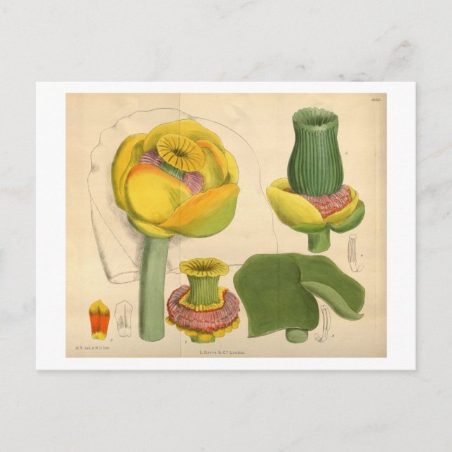 Beautiful Unique Flower Postcard (Front)